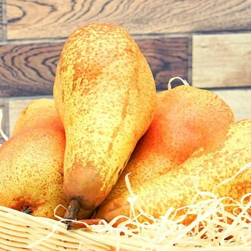 Abate_Birne_3 Abate Birnen – Bild 1