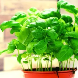 Basilikum, Topfware