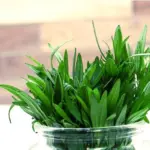 Bohnenkraut, Bundware