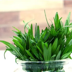 Bohnenkraut, Bundware