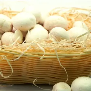 Champignons, weiss