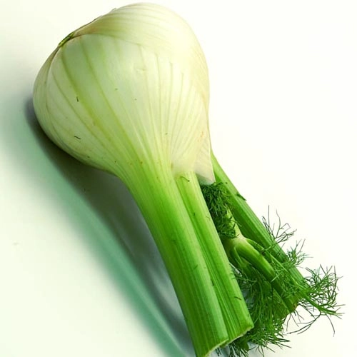 Fenchel_2 Fenchel, BIO – Bild 1