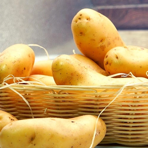 Festkochende_Kartoffeln_2 Festkochende Kartoffeln, Sieglinde (1,5 kg Beutel) – Bild 1