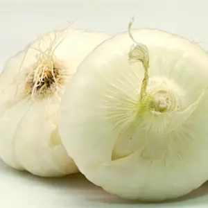 Frische Zwiebeln