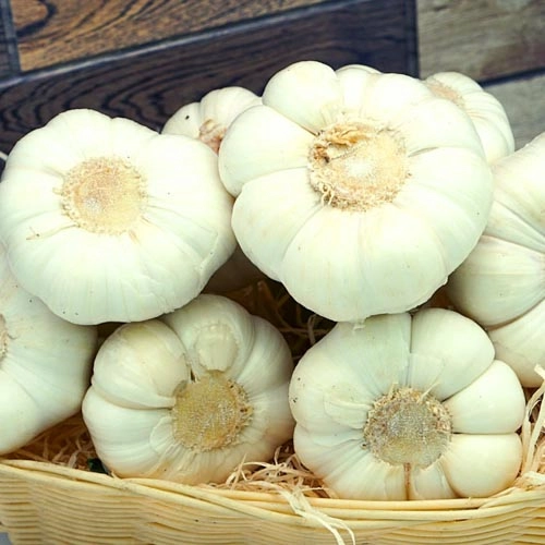 Frischer_Knoblauch_1 Frischer Knoblauch – Bild 1