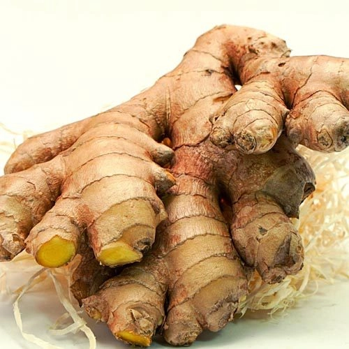 Ingwer_3 Ingwer, BIO – Bild 1