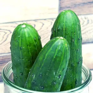 Landgurken