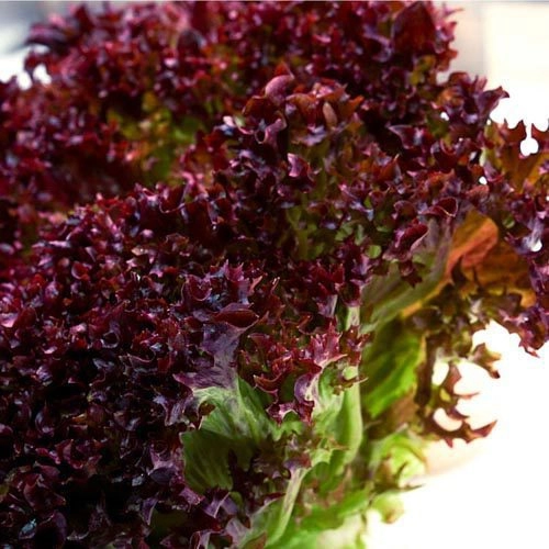 Lollo_rosso_3 Lollo rosso – Bild 1