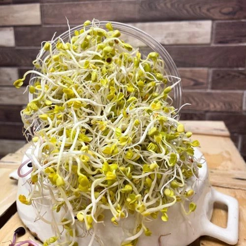 Radieschensprossen_1 Radieserlsprossen – Bild 1