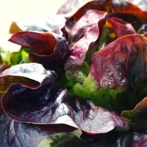 Roter Kopfsalat
