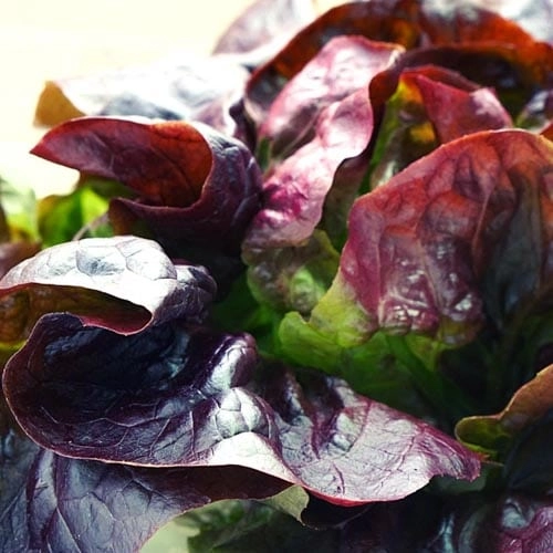 Roter_Kopfsalat_2 Roter Kopfsalat – Bild 1