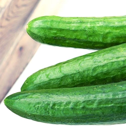 Salatgurken_3 Salatgurken – Bild 1