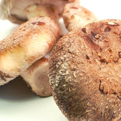 Shitake_2 Shiitake-Pilze – Bild 1