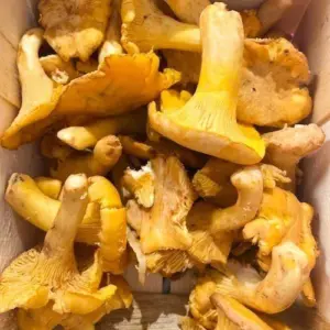 Pfifferlinge