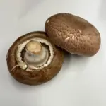 Riesenchampignon (Parablue)