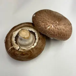 Riesenchampignon (Parablue)