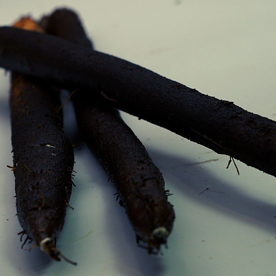 Schwarzwurzeln_2_klein Schwarzwurzel – Bild 1