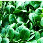 Feldsalat – Bild 2