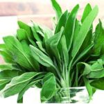 Salbei, Bundware – Bild 2