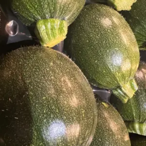 Rondini (runde Zucchini)