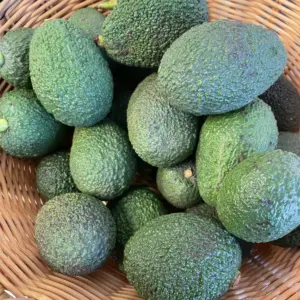 Avocado, BIO