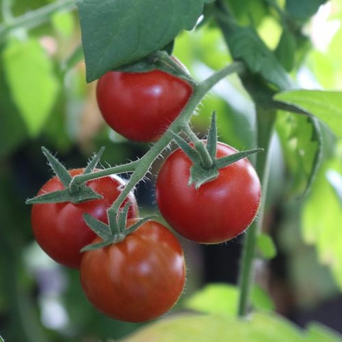Obst und Gemüse liefern lassen